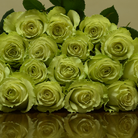 Lemonade Roses - Bulk Order- 50-60CM