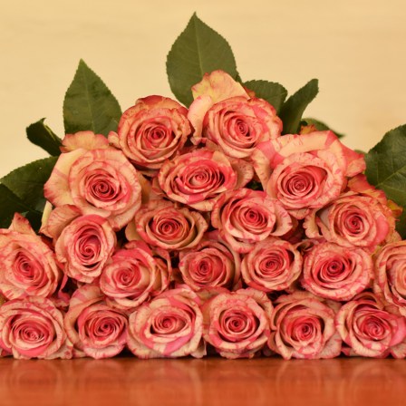 Magic Times Roses - Bulk Order-50-60CM