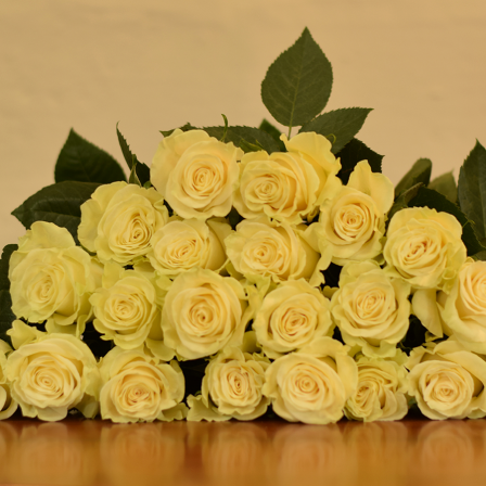 Mondial Roses - Bulk Order- 60-70CM