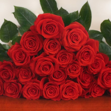 Nina Roses - Bulk Order- 60-70CM