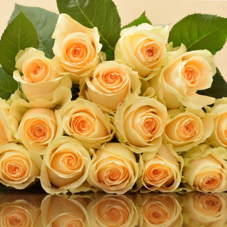 Peach Avalanche Roses - Bulk Order-40-50-60CM