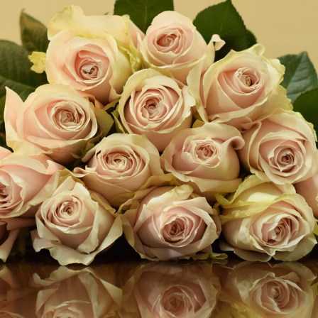 Altamira Roses