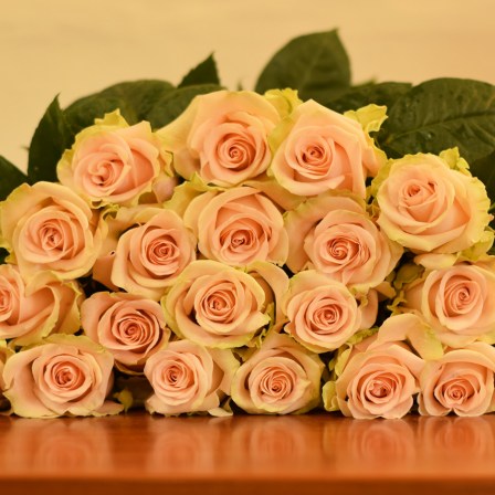 Salma Roses- BULK ORDER-50-60CM