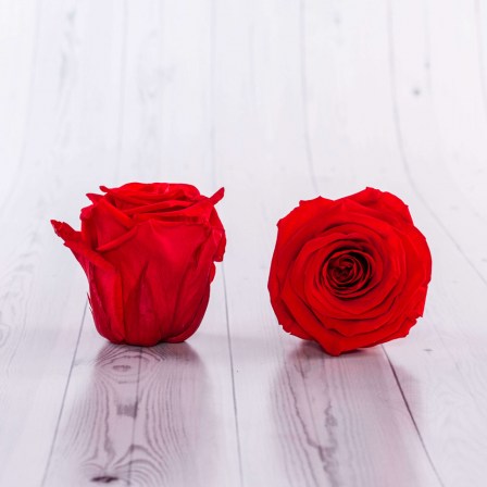 preserved roses from ecuador