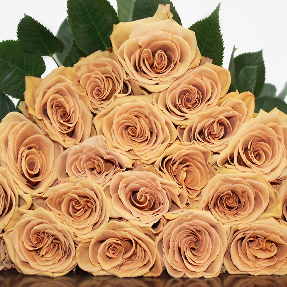 Toffee Roses BULK ORDER 6070CM