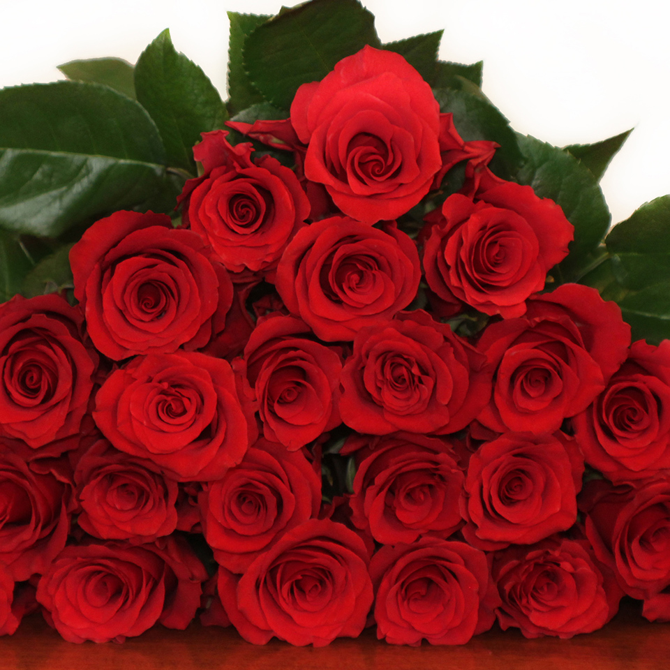 Royal Explorer Red Rose Variety