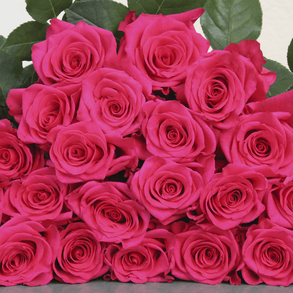 VI Pink Roses